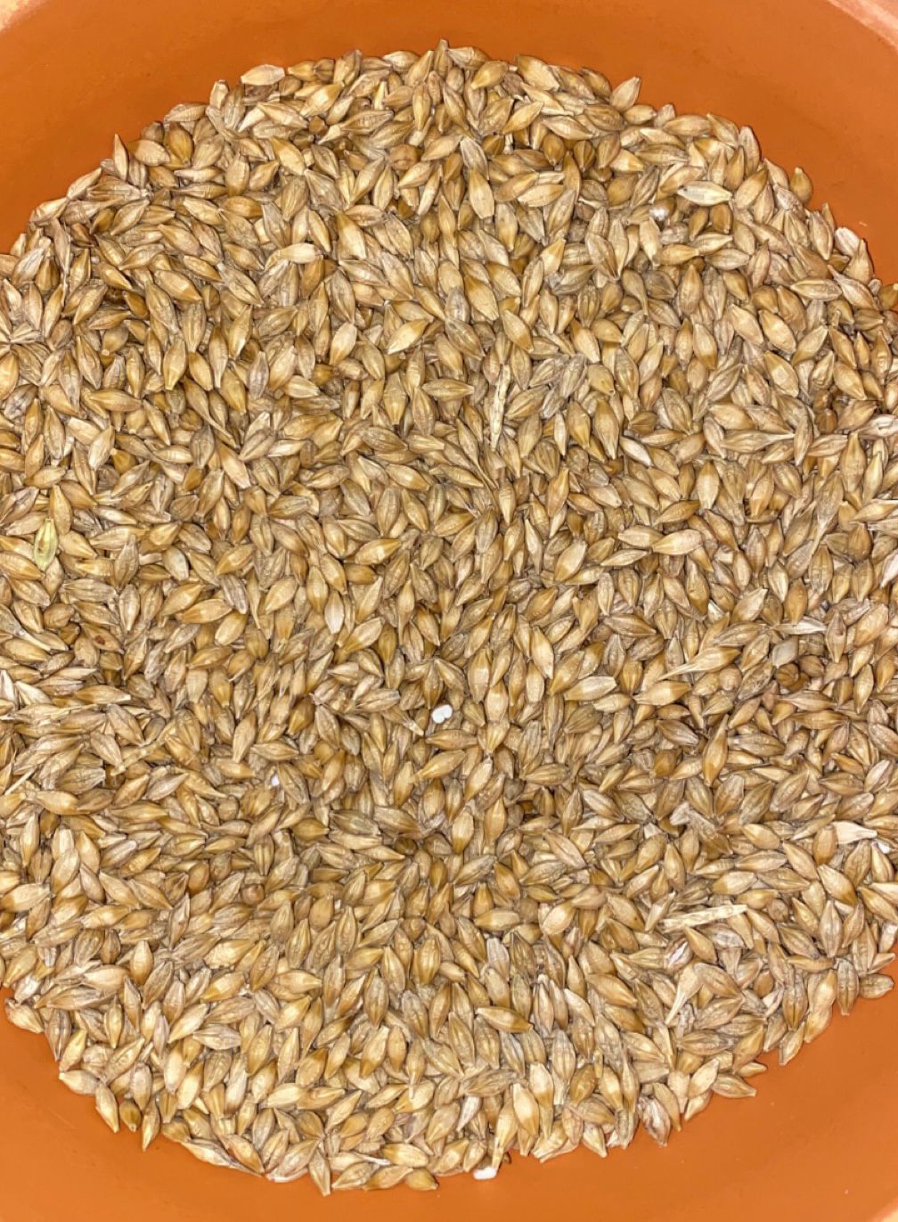 Barley 25kg